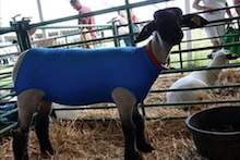 Lamb at farm fair